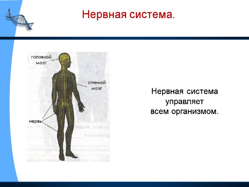 Нервная система. Нервная система управляет всем организмом.
